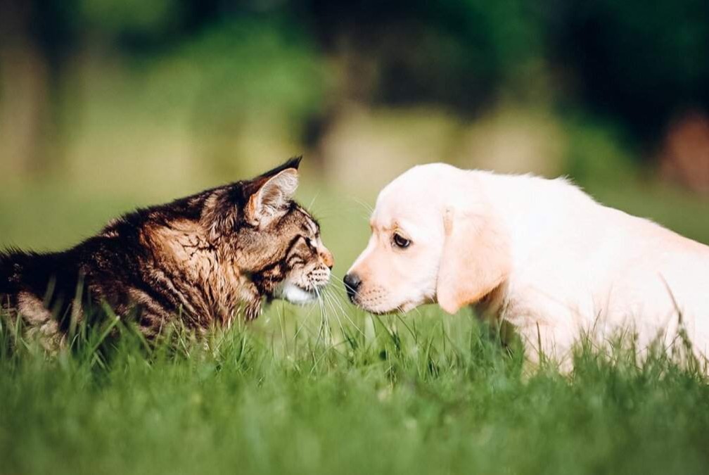 Семинар для ветеринарных специалистов по продукции Purina Pro Plan