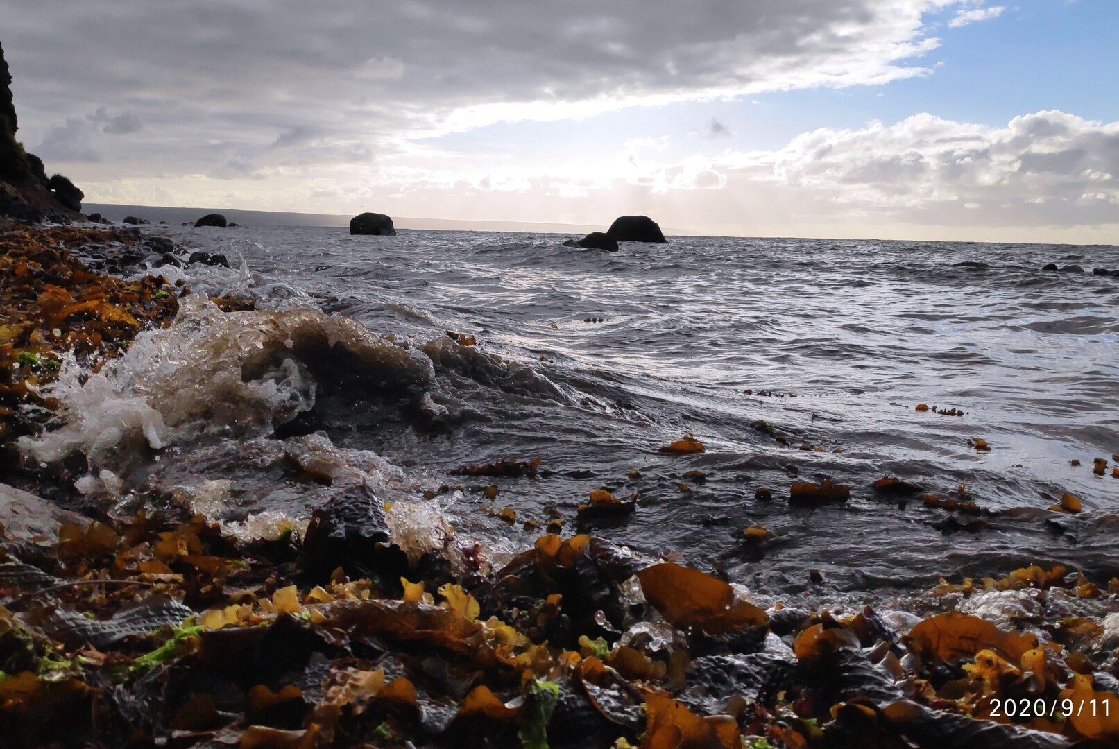 Международная мини-конференция с участием студентов США и России "Тихоокеанские лососи"