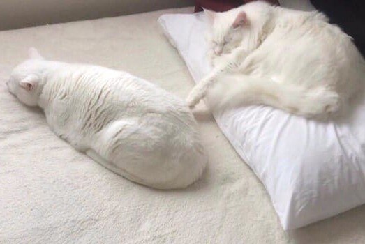 Школа вожатых "Витамин Роста": Группа "Алые Паруса"