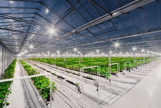 Мастер-класс "Высокотехнологичное промышленное овощеводст...