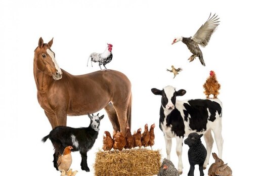 Биохакинг животных