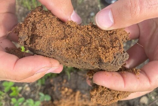 Олимпиада "Почва - благородная ржавчина Земли"