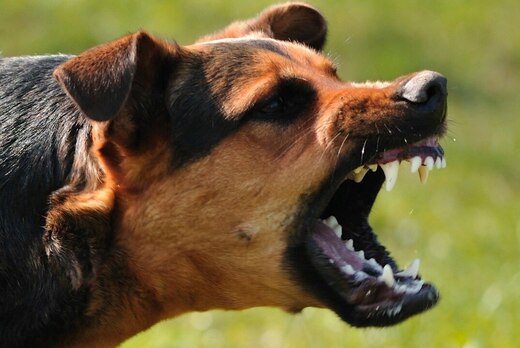 «Агрессия собак: причины и профилактика»