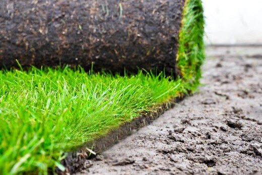 Способы создания газонных травостоев