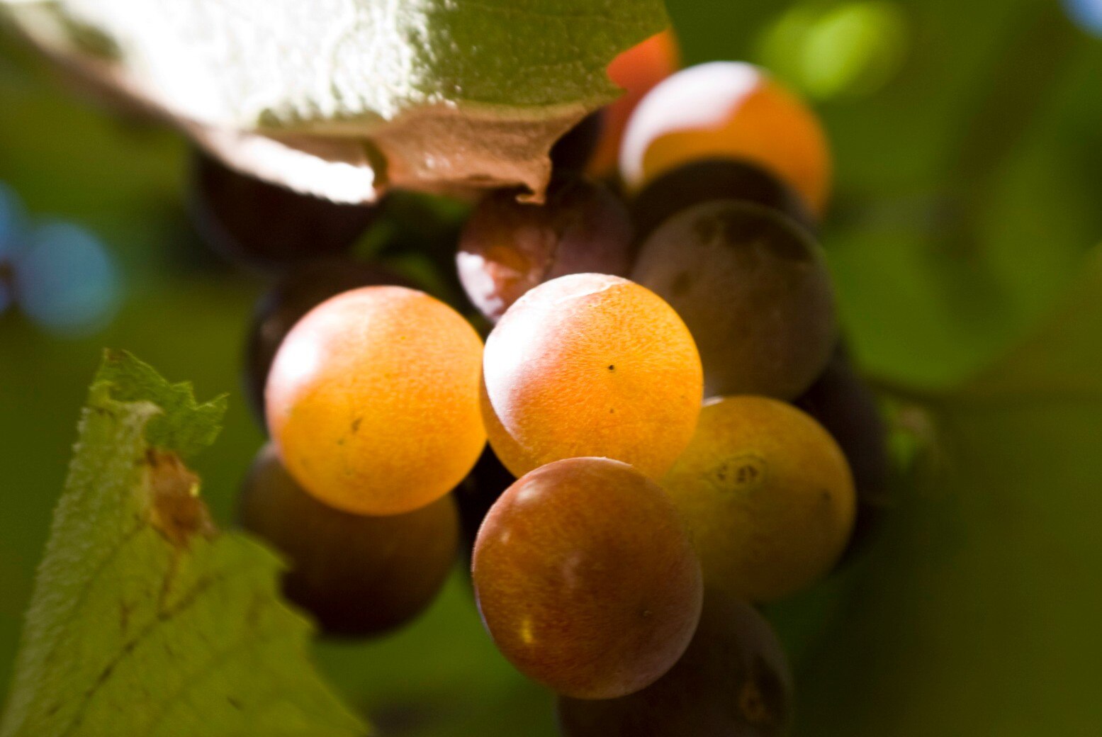 Рабочая встреча с участием президента Союза виноградарей и виноделов России Поповича Л.Л.