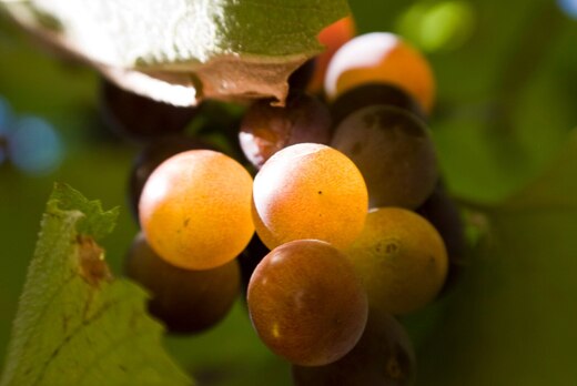 Рабочая встреча с участием президента Союза виноградарей...