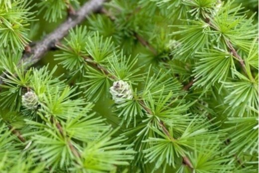 Неформальная встреча друзей Чугаса