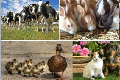 Заседание Научного Совета АНО «Наука Кормления животных»