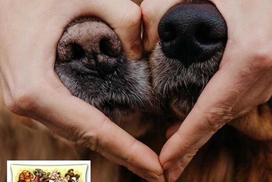 Лекция "Помощь бездомным животным"