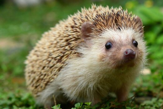 Добрый ёж