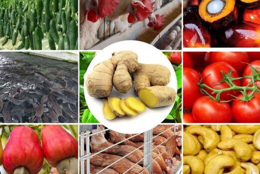 «Генетически модифицированные организмы (ГМО) в сельском...