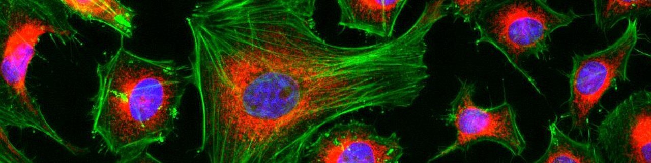 Обложка профиля