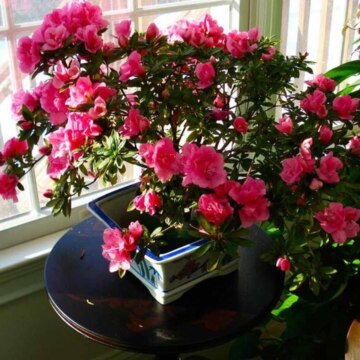 Ирина Иванова