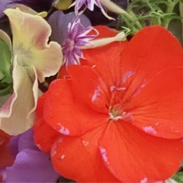 Хава Исраилова