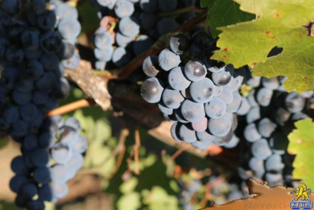 Развитие отрасли виноградарства и виноделия в города Севастополе