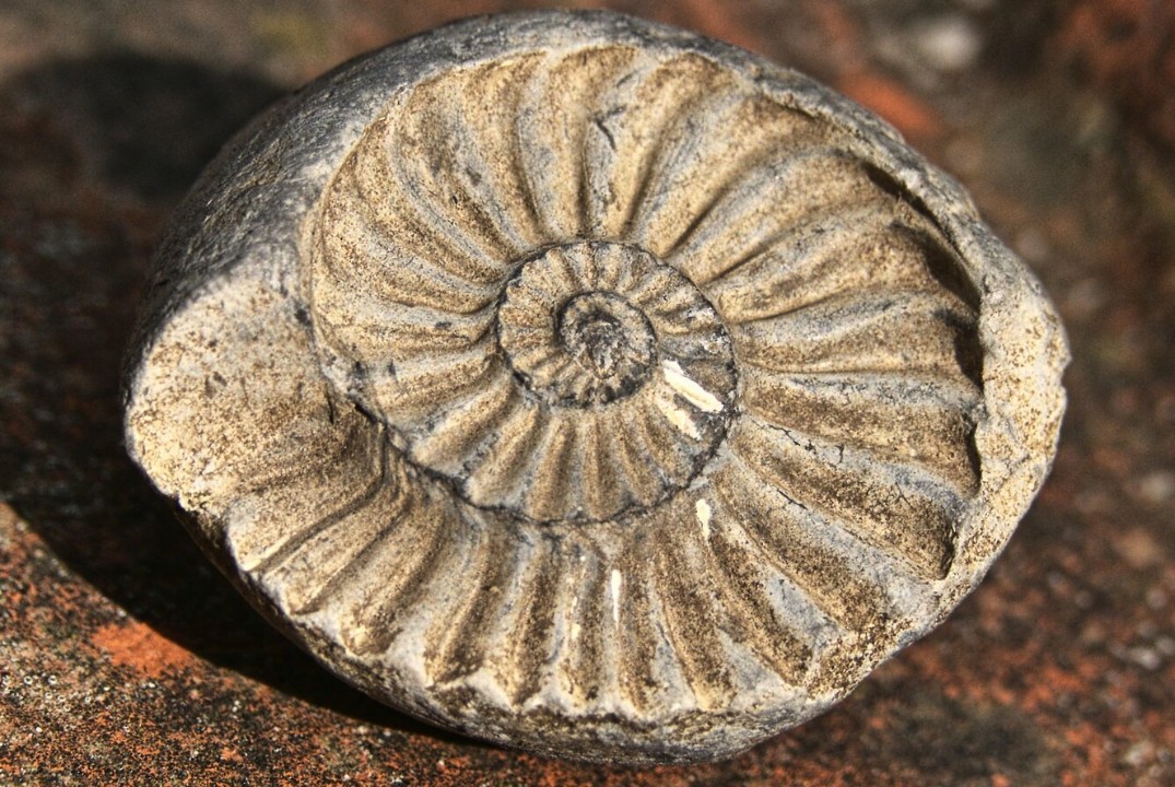 Палеонтологическая викторина "Путешествие в прошлое"