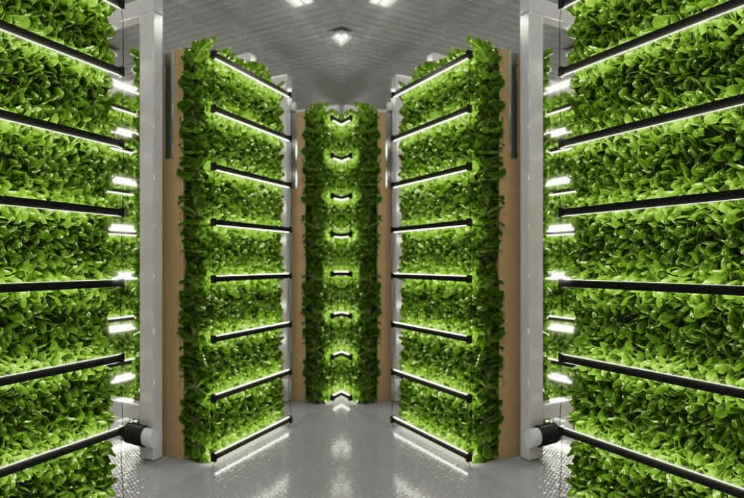 Инновации в биотехнологии: автоматизация аэропонных систем