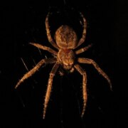 Владимир Пилипенко