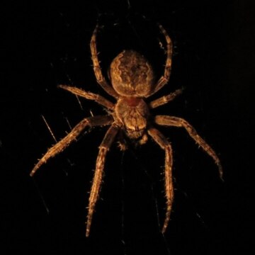 Владимир Алексеевич Пилипенко