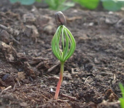 Проект "Кедры России"