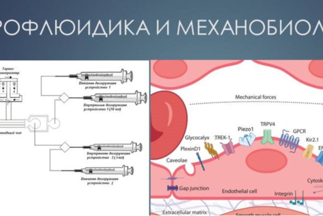 Микрофлюидика и механобиология.