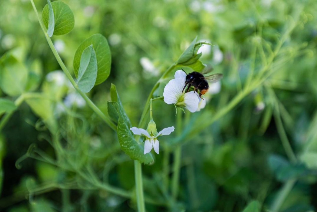 Современные подходы к составлению системы удобрения в хоз...