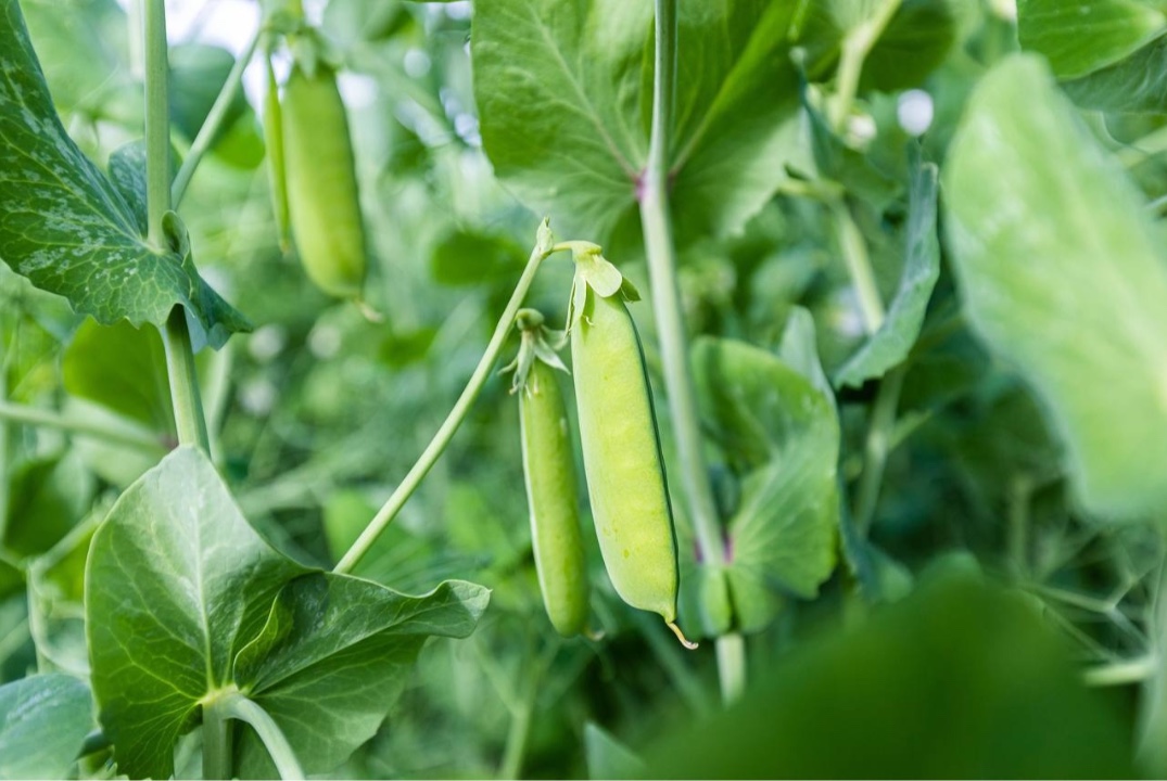 Рациональная система применения удобрений в хозяйстве