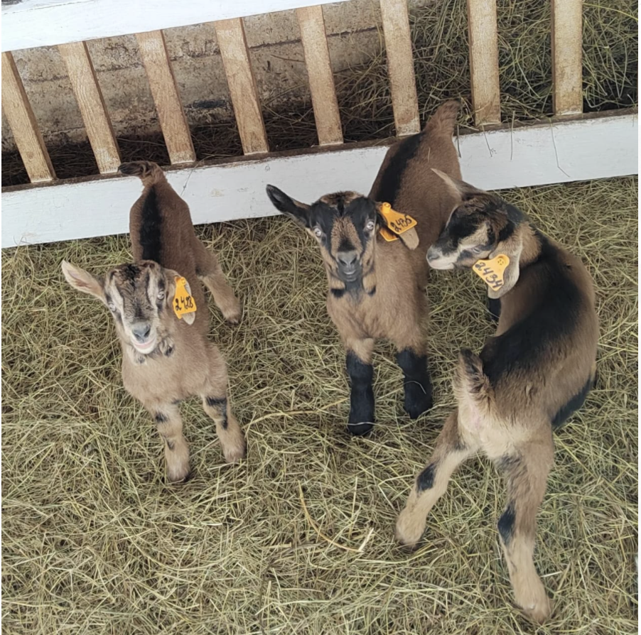 Эффективное выращивание молодняка коз