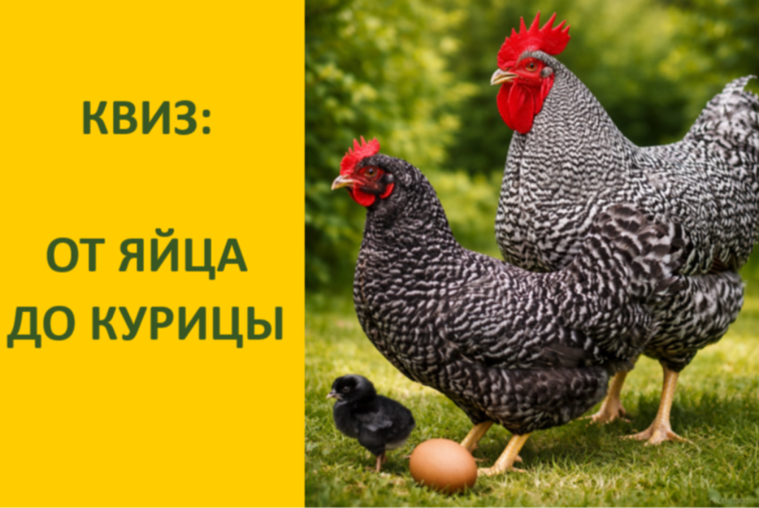КВИЗ "От яйца до курицы"