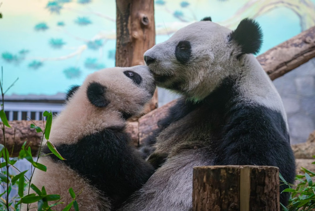 Проблемы благополучия диких животных в зоопарках