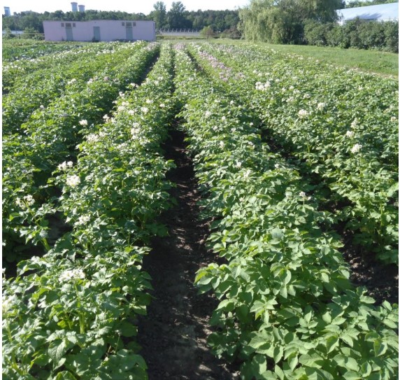 Открытая лекция "Двойные урожаи в условиях Нечерноземья"