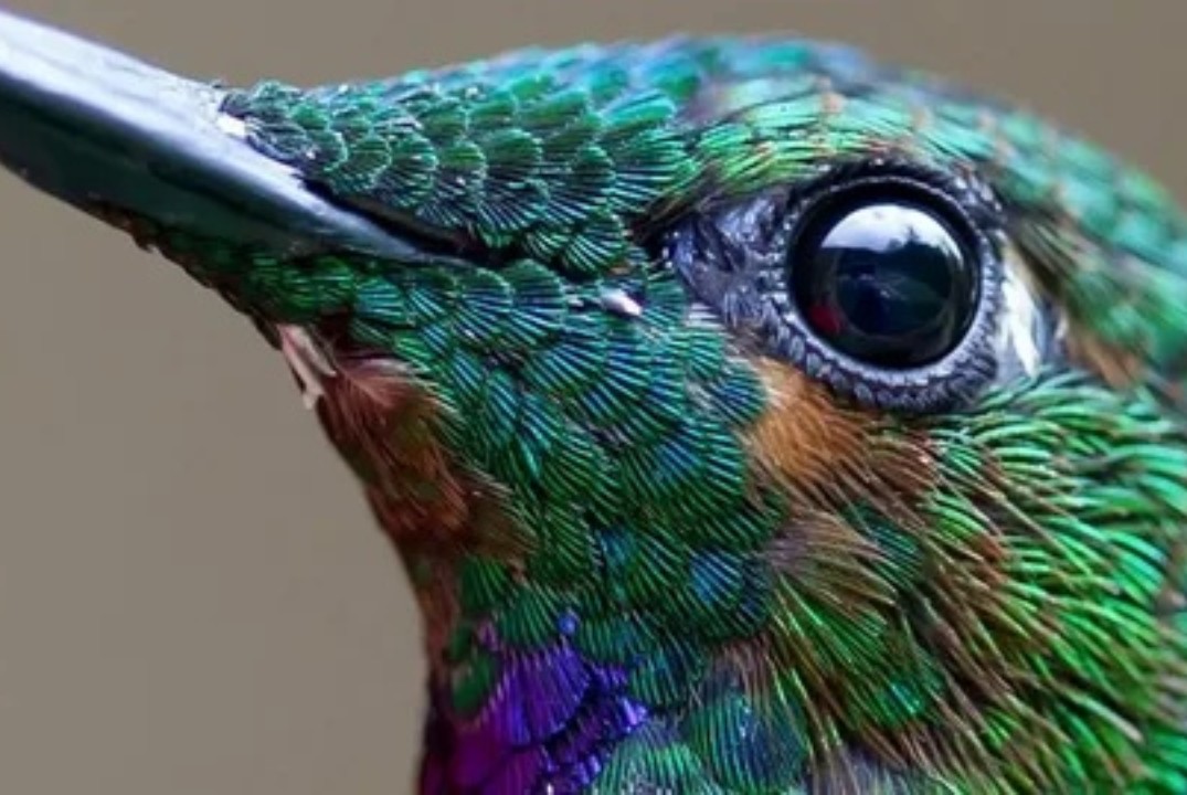 Эволюция зрительных систем у живых организмов