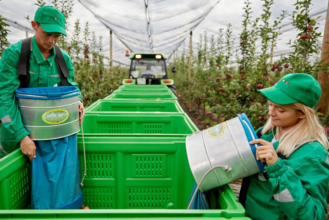 Обзор современных интенсивных технологий возделывания плодовых культур в ООО "Агроном Сад"