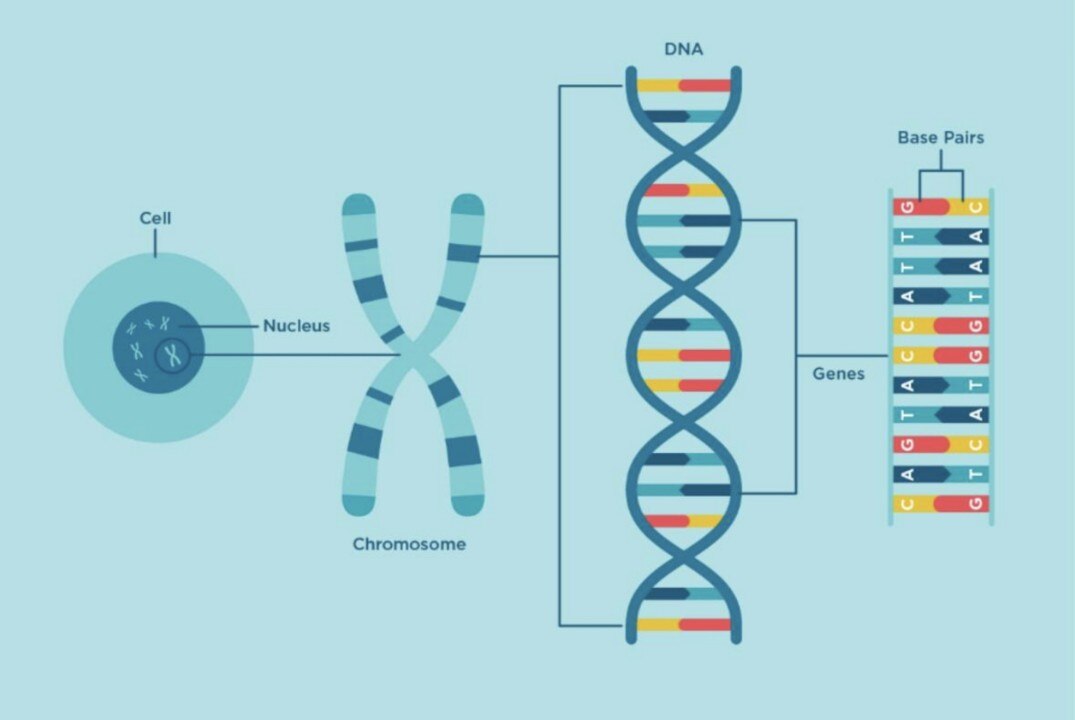 Полногеномное ассоциативное исследование агрономических признаков озимой пшеницы (Triticum aestivum)