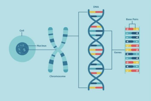 Полногеномное ассоциативное исследование агрономических п...