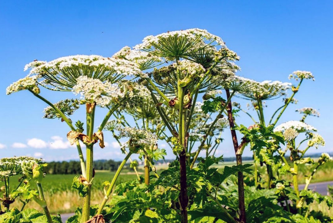 Инвазивные растения — старые знакомые и новые захватчики