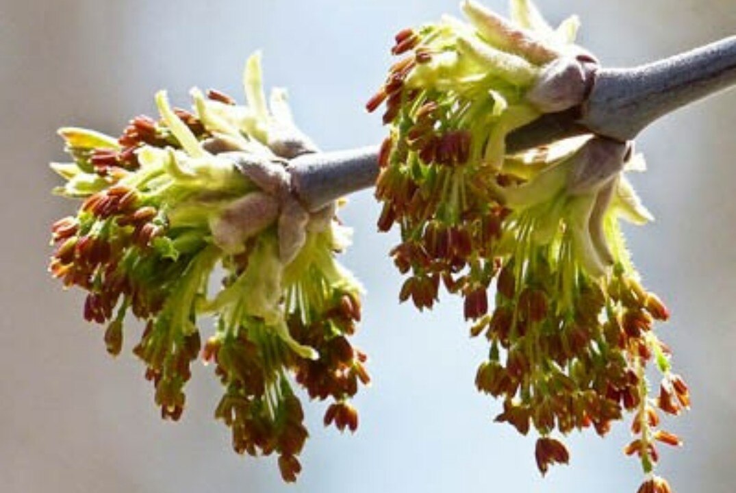 Черная книга растений России