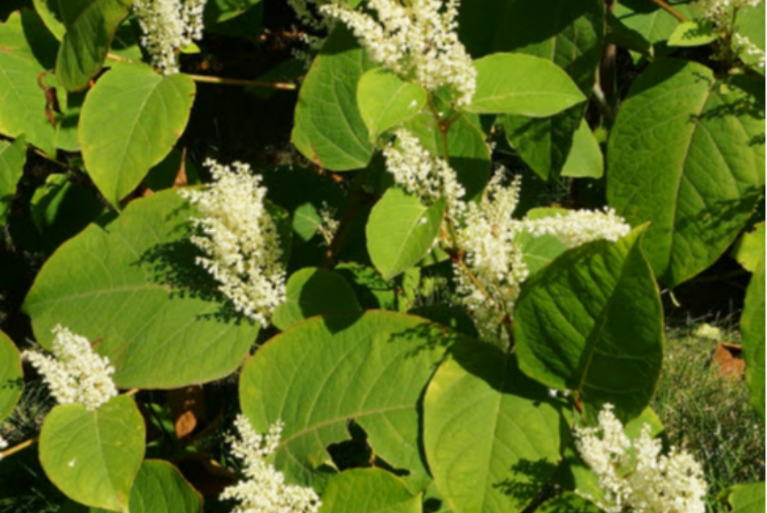 Инвазивные растения: старые знакомые и новые угрозы