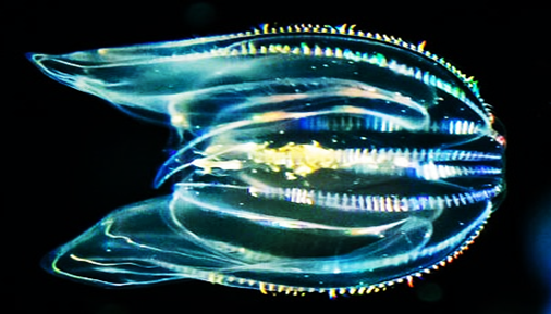 «Пришельцы в Балтике: кто они, откуда и почему прижились?...