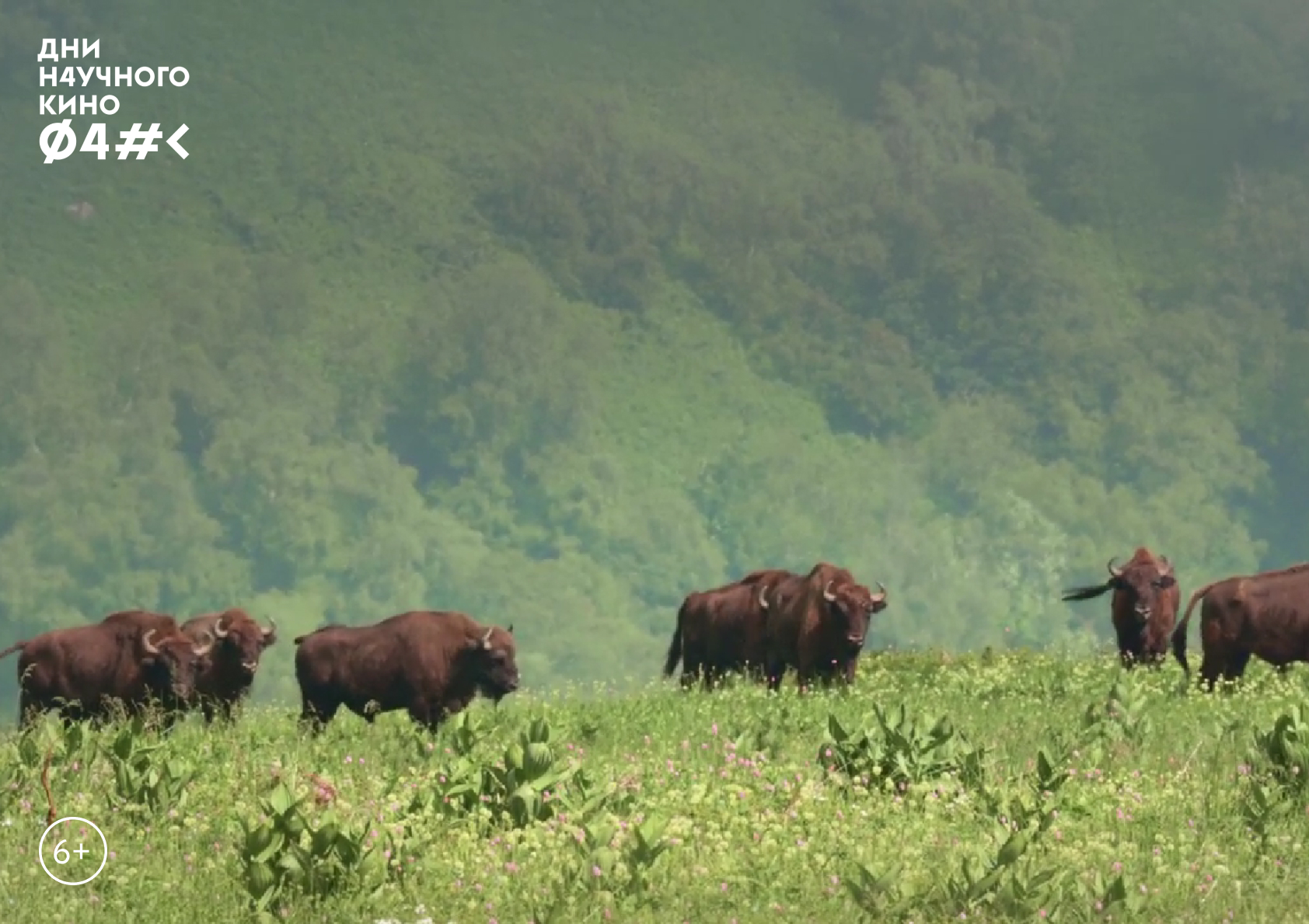 Дни научного кино ФАНК "КОВЧЕГ"