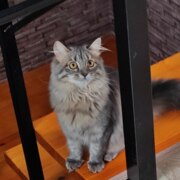 Ураев Александр Викторович