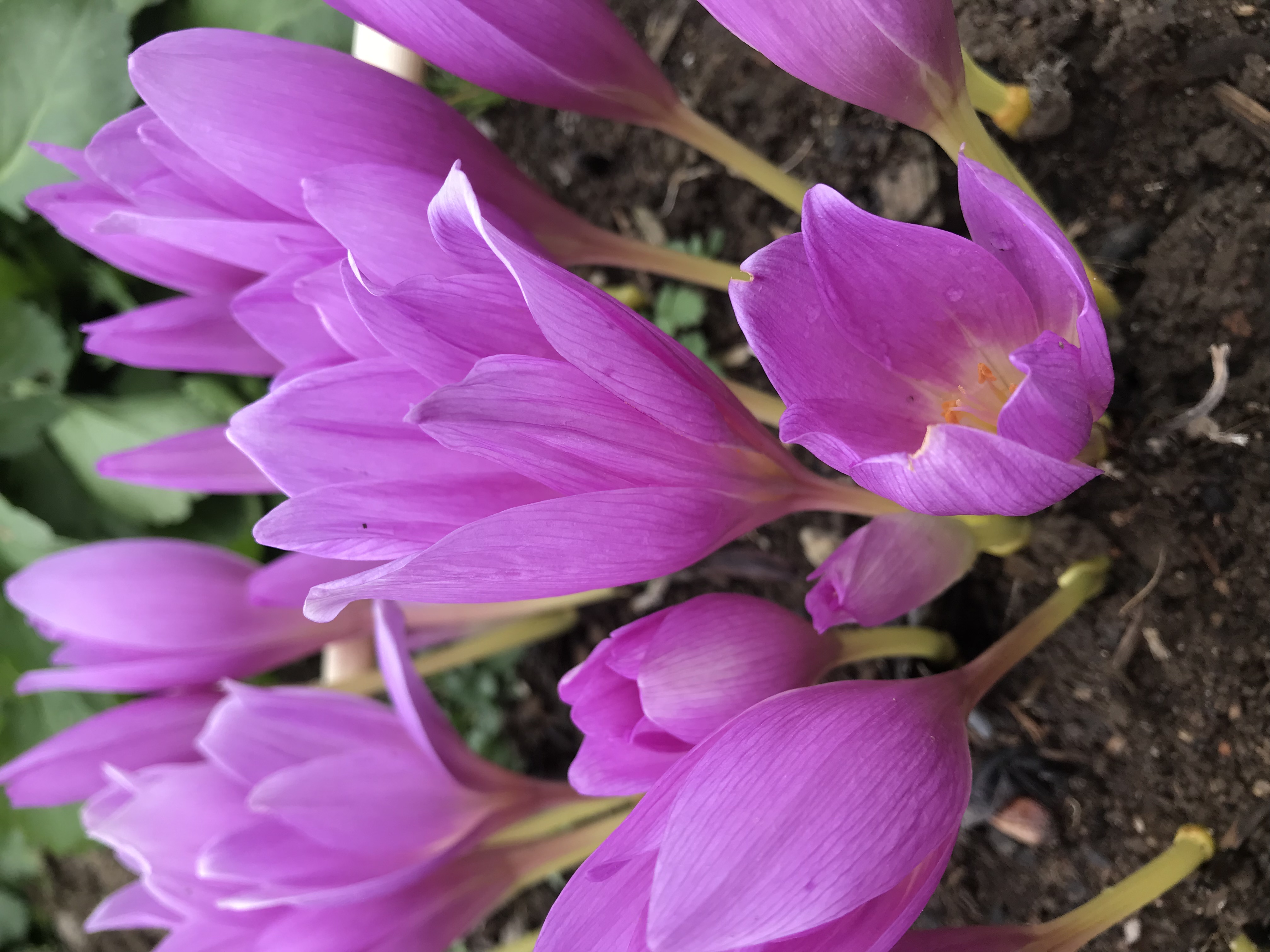 Презентация IT проекта