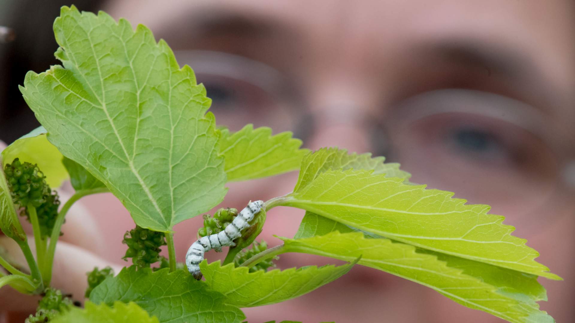 Зоокультура как инструмент для решения современных продов...