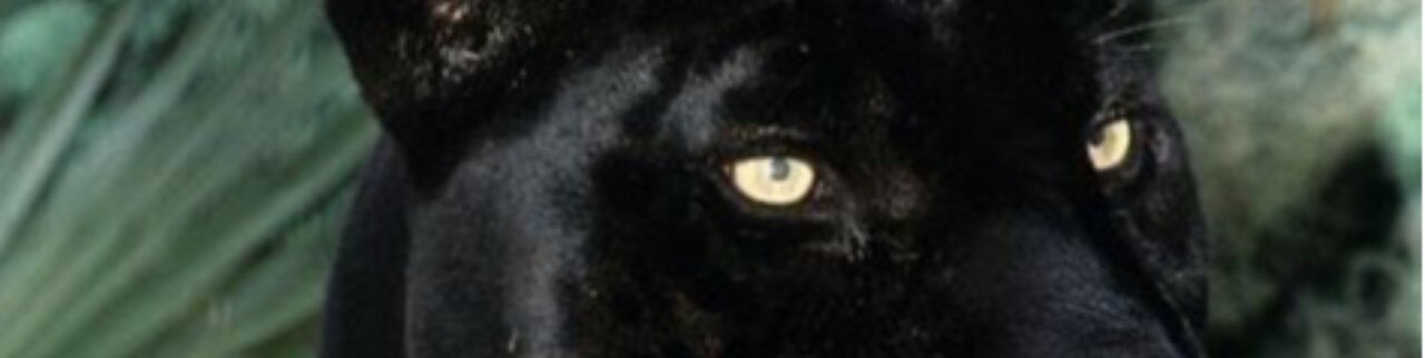 Обложка профиля