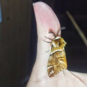 Никитина Мария