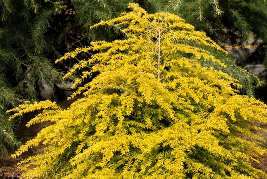Декоративные формы хвойных растений и их использование в...