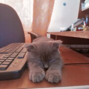 Коваленко Диана Витальевна