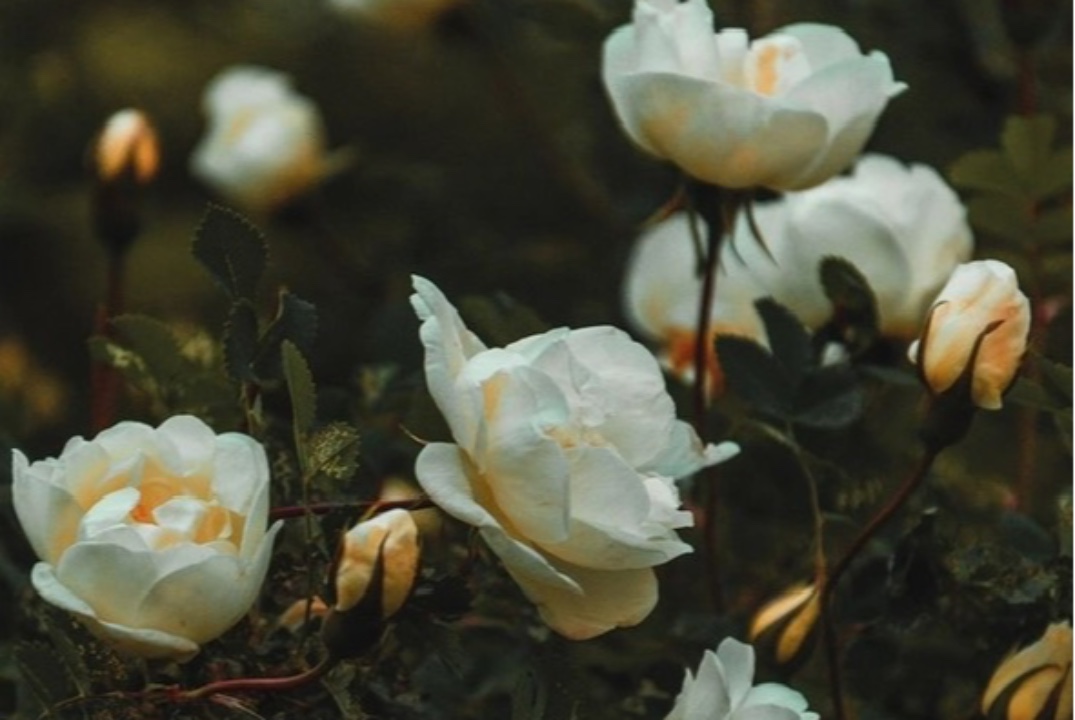 Самооценка в +