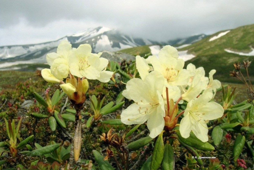 Растения-эндемики моей страны
