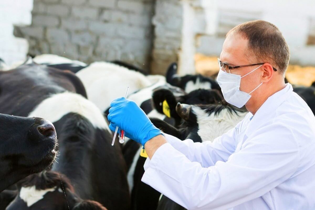 Интеллектуальная игра "Ветеринар в современном обществе"